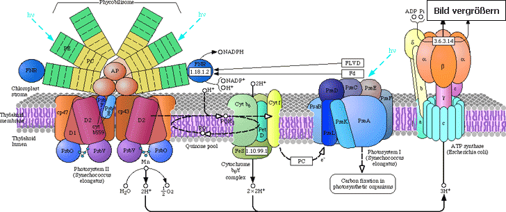 Photosynthese der Pflanze