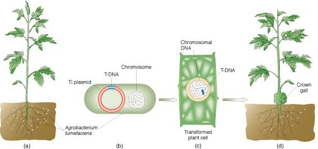 Mutation in der Evolutionsbiologie Evolutionsbiologie des Menschen
