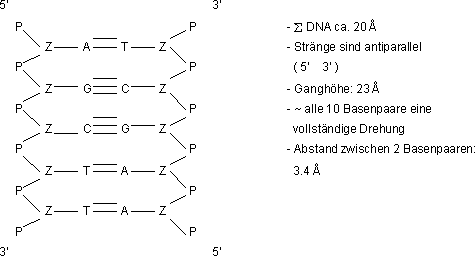 DNA-Modell mit Doppelhelix