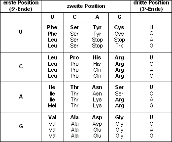 Entzifferung des Gencodes Gencode des Menschen