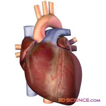 Anpassungsmechanismus des Herzens