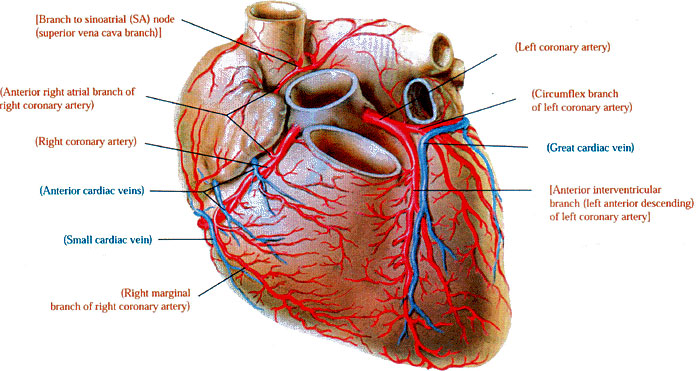 Anatomie des Herzens