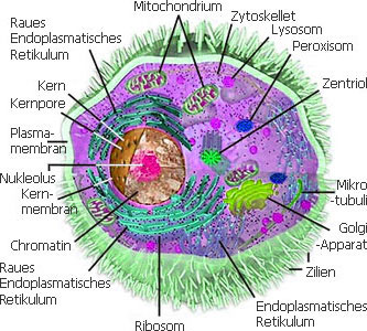 Biologie Zelle