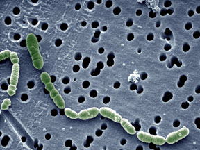Mikrobiologie der Mikroorganismen