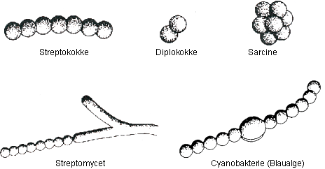 Prokaryonten als Bakterien