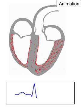 Physiologie des Menschen